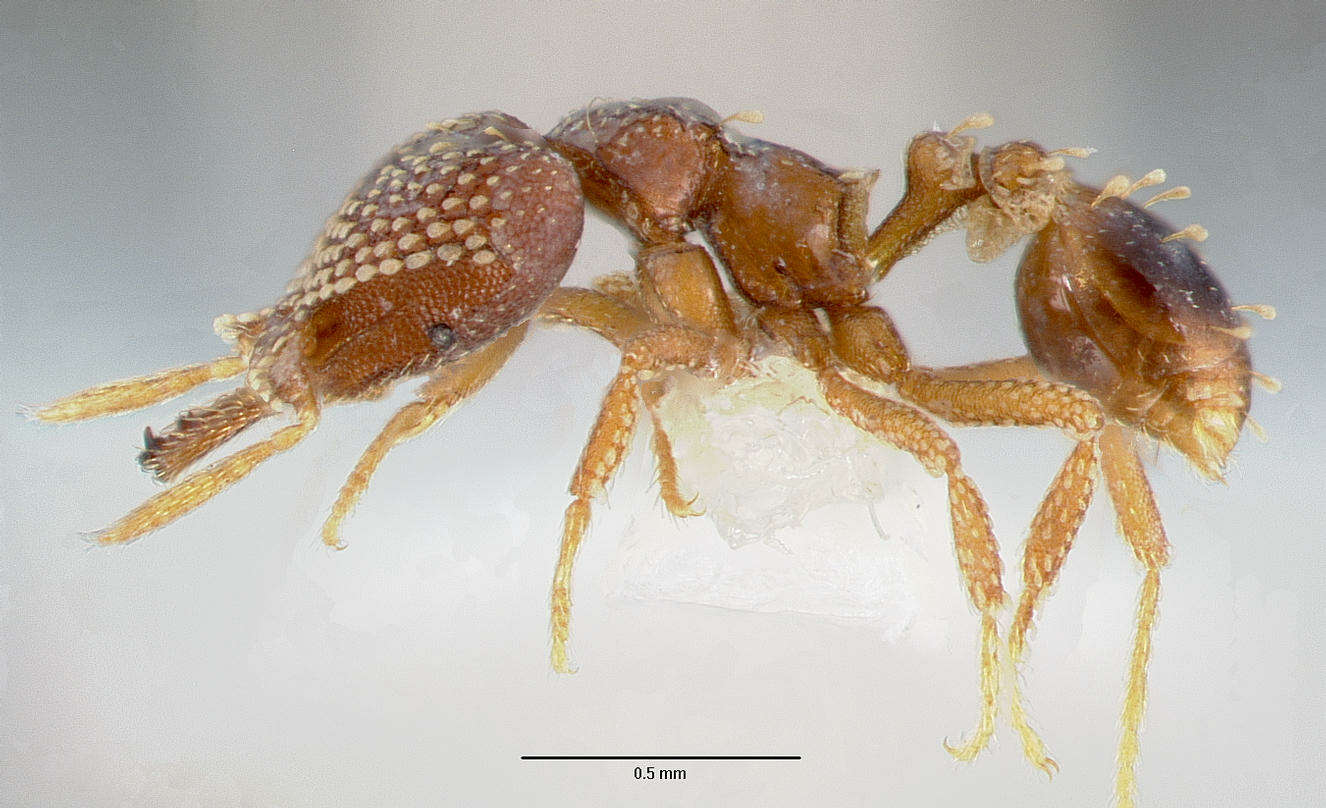 Image of <i>Strumigenys ultromalyx</i>