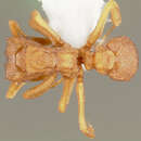 Image of Cyphomyrmex wheeleri Forel 1900
