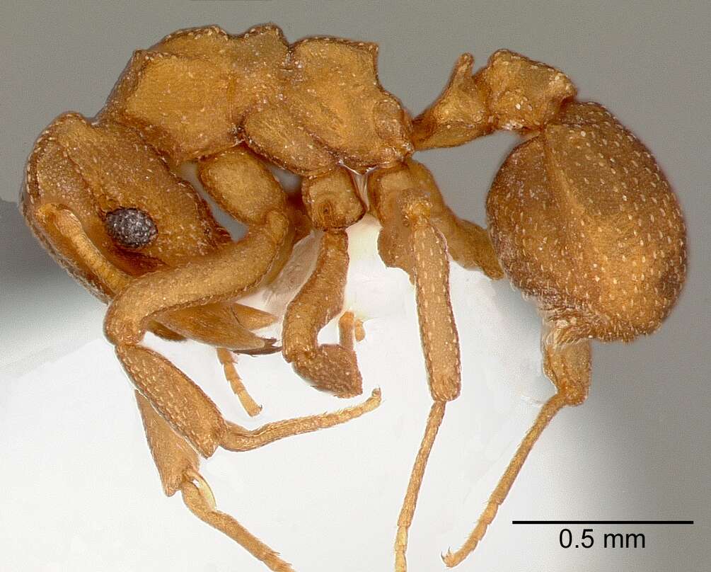 Image of Cyphomyrmex wheeleri Forel 1900