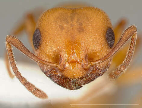 Image of Crematogaster depilis Wheeler 1919