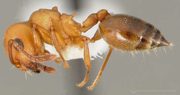 Image of Crematogaster depilis Wheeler 1919