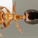 Image of Crematogaster laeviuscula Mayr 1870