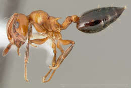 Image of Crematogaster laeviuscula Mayr 1870