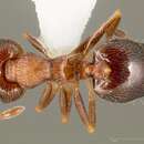 Image of Crematogaster vermiculata Emery 1895