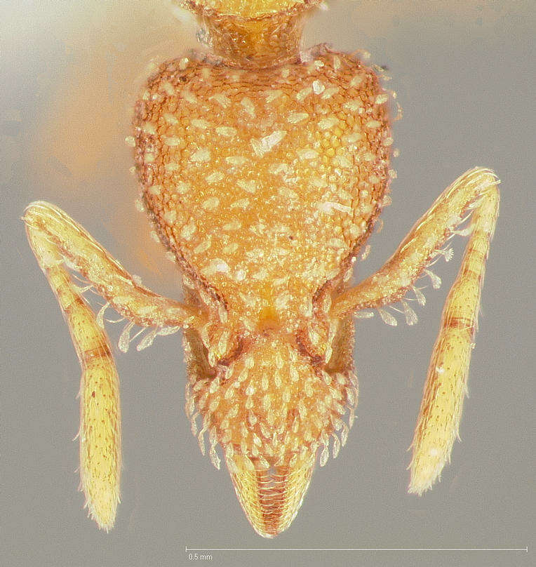 Image of Strumigenys californica