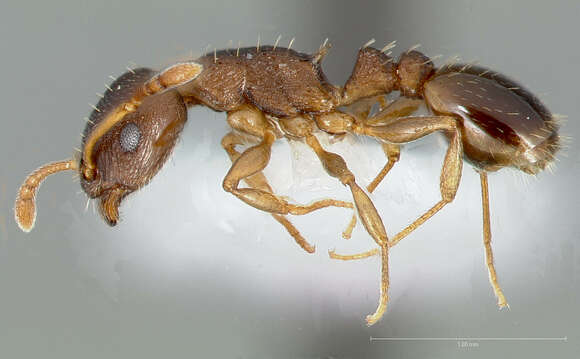 Image of Temnothorax rudis