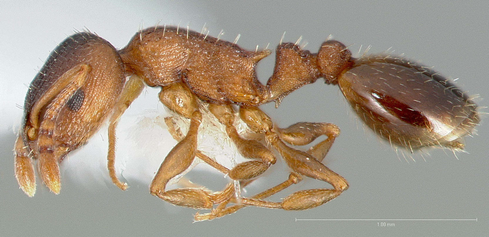 Image of Temnothorax rugatulus