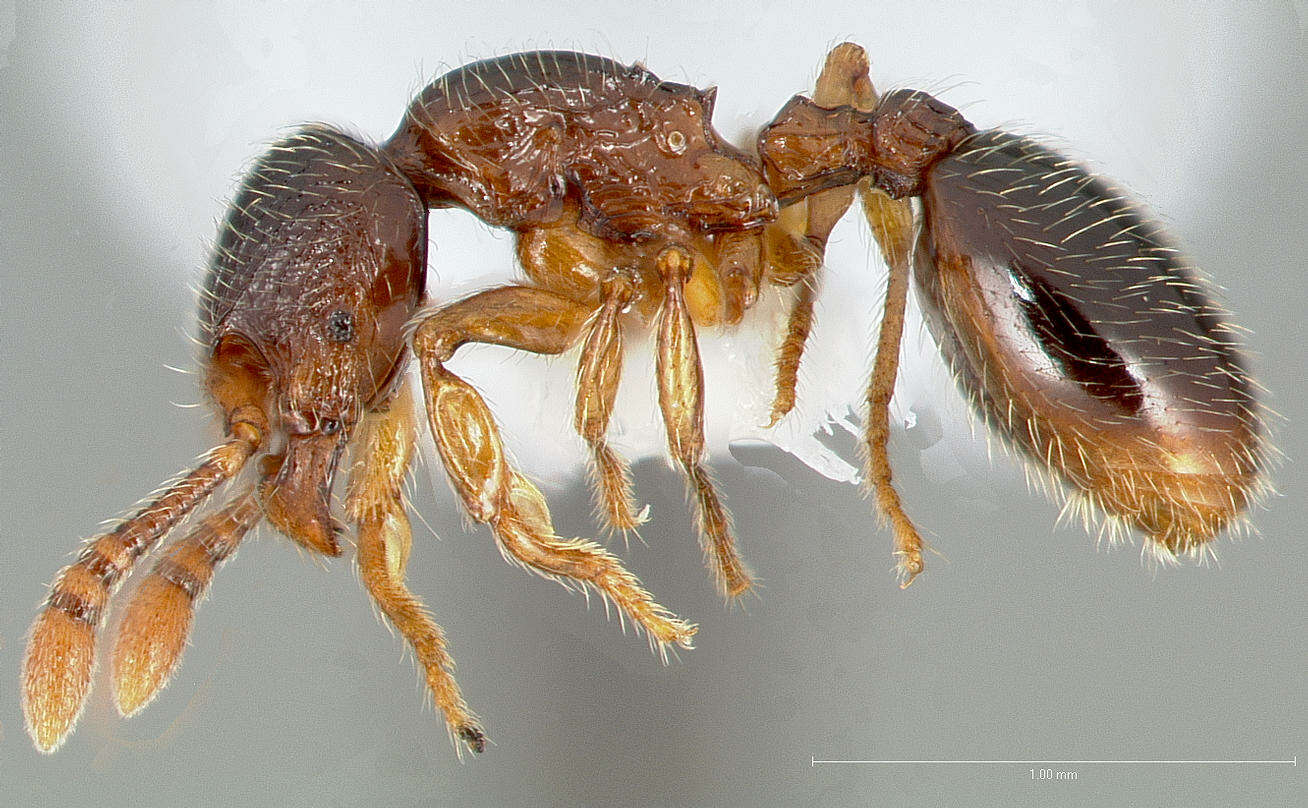 Image de Myrmecina