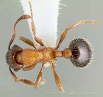 Image of Myrmica discontinua Weber 1939