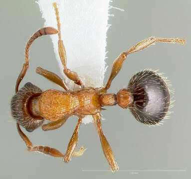 Image de Myrmica discontinua Weber 1939