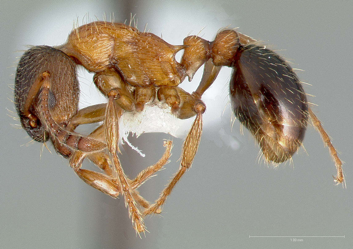 Image of Myrmica discontinua Weber 1939