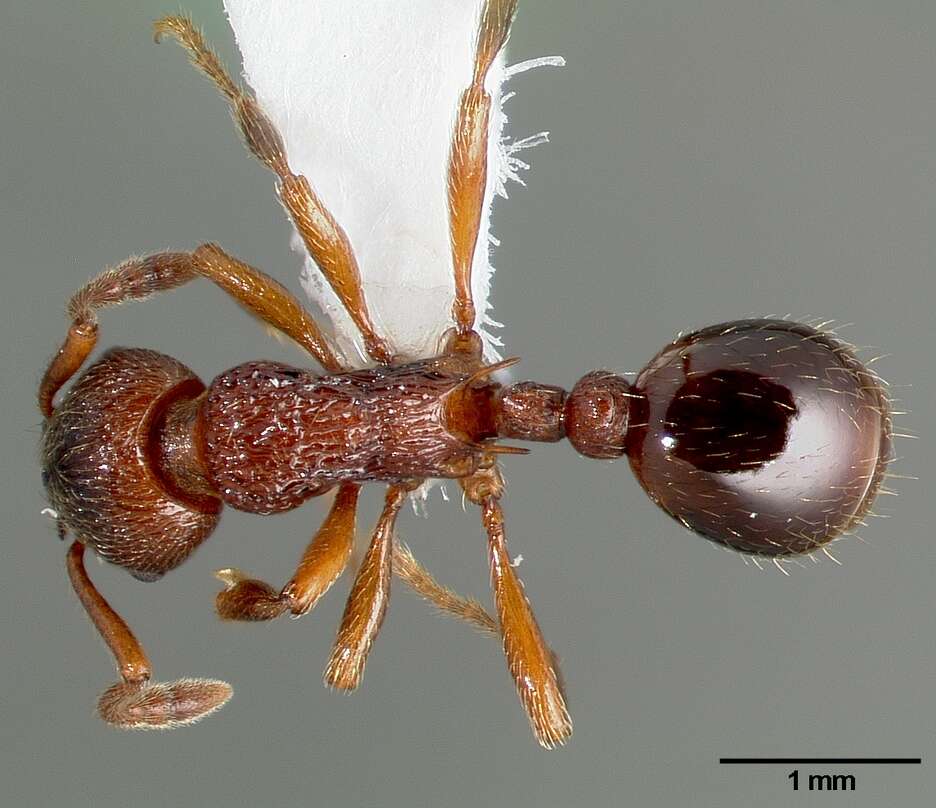 Слика од Myrmica incompleta Provancher 1881