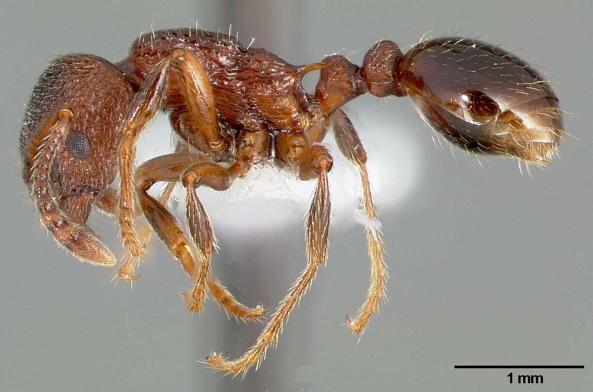 Слика од Myrmica incompleta Provancher 1881