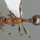 Image of Myrmica rugiventris (Smith 1943)