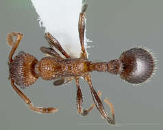 Image of Myrmica rugiventris (Smith 1943)