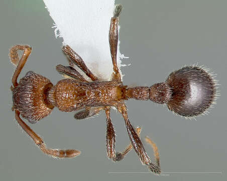 Image of Myrmica rugiventris (Smith 1943)