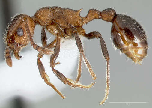 Image of Myrmica rugiventris (Smith 1943)