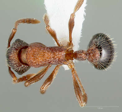 Imagem de Myrmica tahoensis Weber 1948