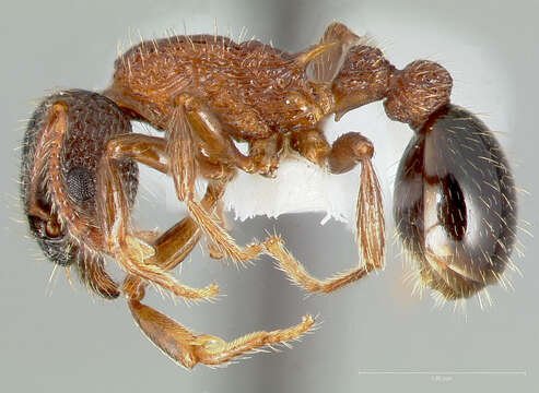 Imagem de Myrmica tahoensis Weber 1948