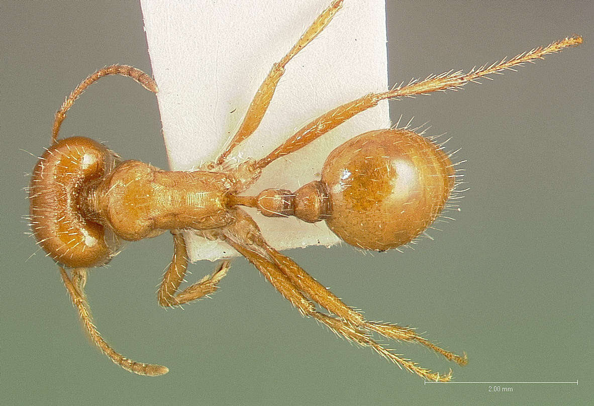 Imagem de Pogonomyrmex desertorum Wheeler 1902