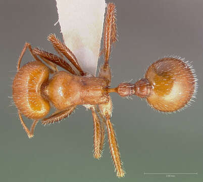 Imagem de Pogonomyrmex tenuispinus Forel 1914