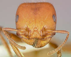 صورة Pogonomyrmex tenuispinus Forel 1914