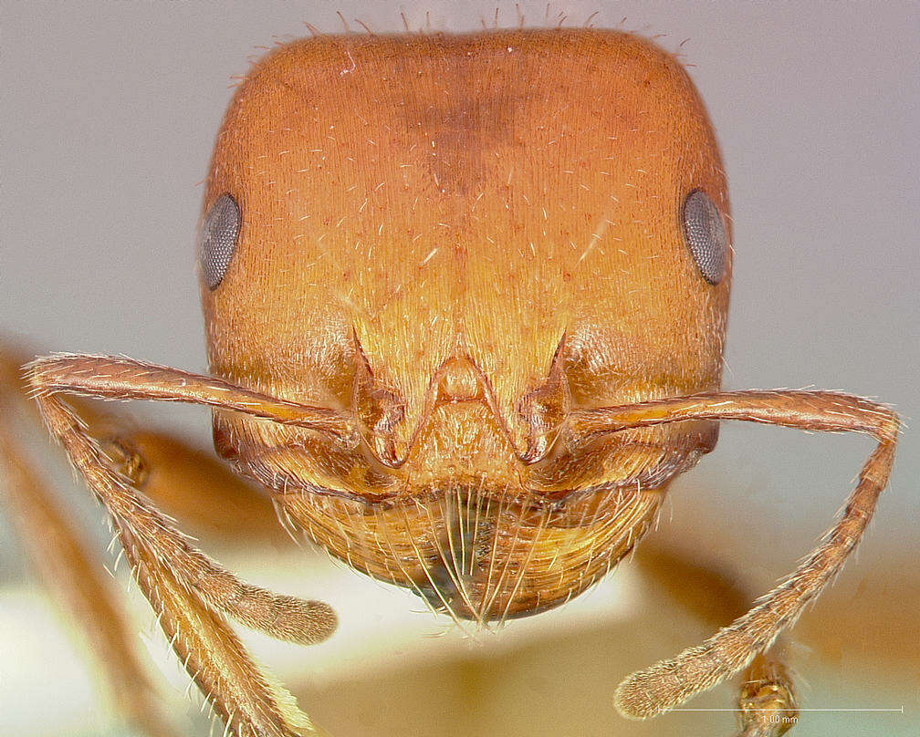 صورة Pogonomyrmex tenuispinus Forel 1914