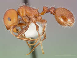 صورة Pogonomyrmex tenuispinus Forel 1914