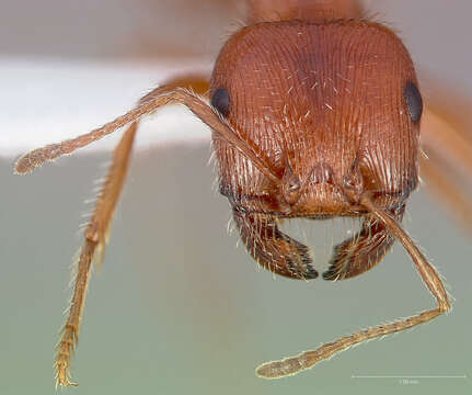 Image of Harvester Ants