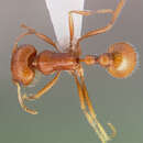 Image of Pogonomyrmex magnacanthus Cole 1968