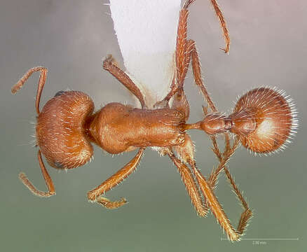 صورة Pogonomyrmex maricopa Wheeler 1914