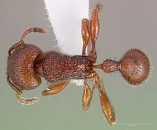 Image of Pogonomyrmex imberbiculus Wheeler 1902