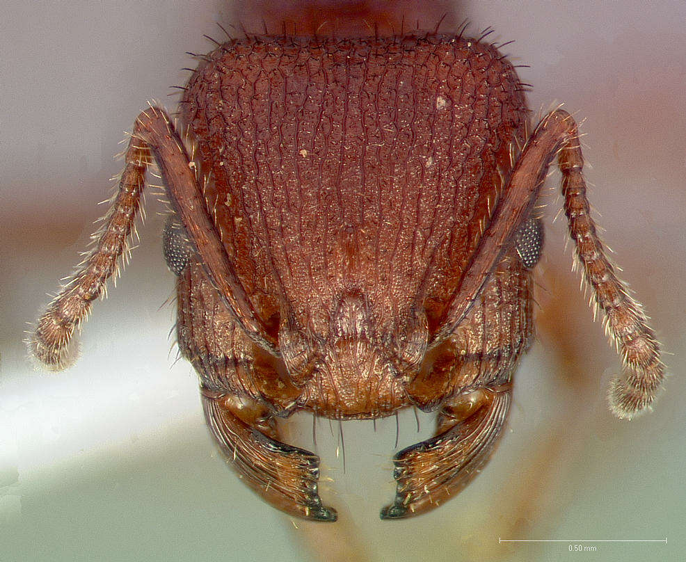 Image of Pogonomyrmex imberbiculus Wheeler 1902