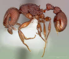 Image of Pogonomyrmex imberbiculus Wheeler 1902