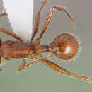 صورة Pogonomyrmex brevispinosus Cole 1968