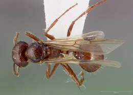 Image of Workerless inquiline ant