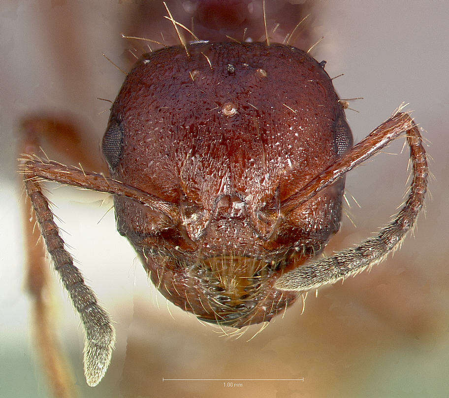 صورة Pogonomyrmex colei Snelling 1982