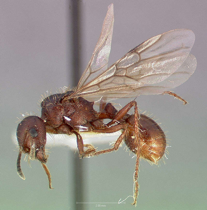 Image of Workerless inquiline ant