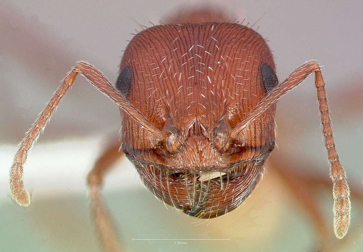 Image de Pogonomyrmex salinus Olsen 1934