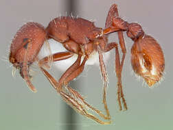 Image de Pogonomyrmex salinus Olsen 1934