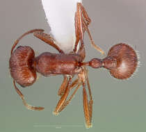 Слика од Pogonomyrmex subdentatus Mayr 1870