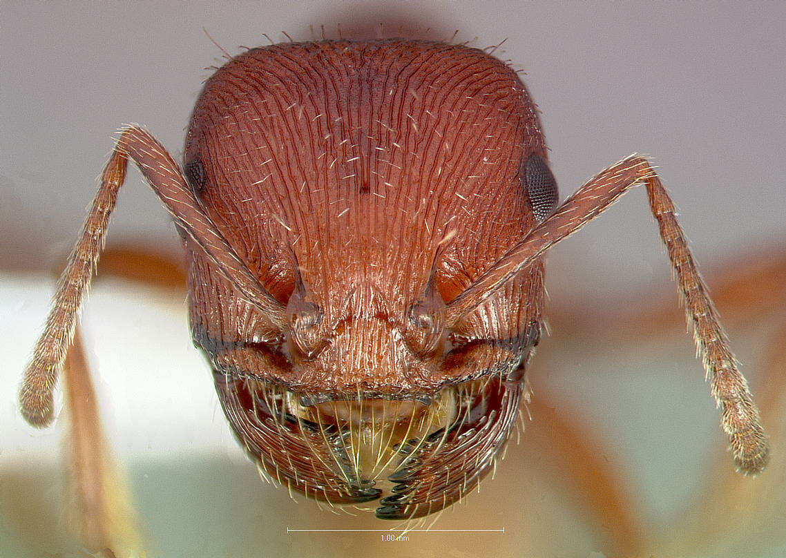 Слика од Pogonomyrmex subdentatus Mayr 1870