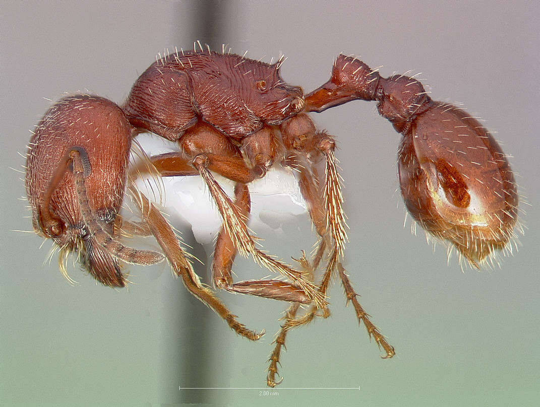 Слика од Pogonomyrmex subdentatus Mayr 1870