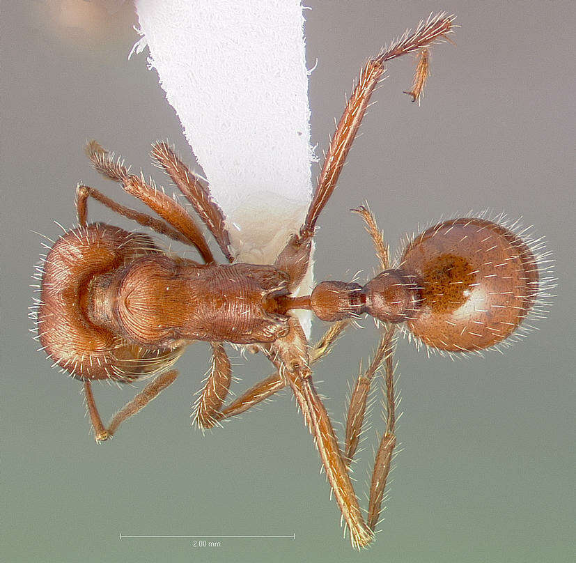 Image de Pogonomyrmex subnitidus Emery 1895