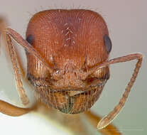 Image de Pogonomyrmex subnitidus Emery 1895