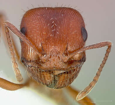 Plancia ëd Pogonomyrmex subnitidus Emery 1895