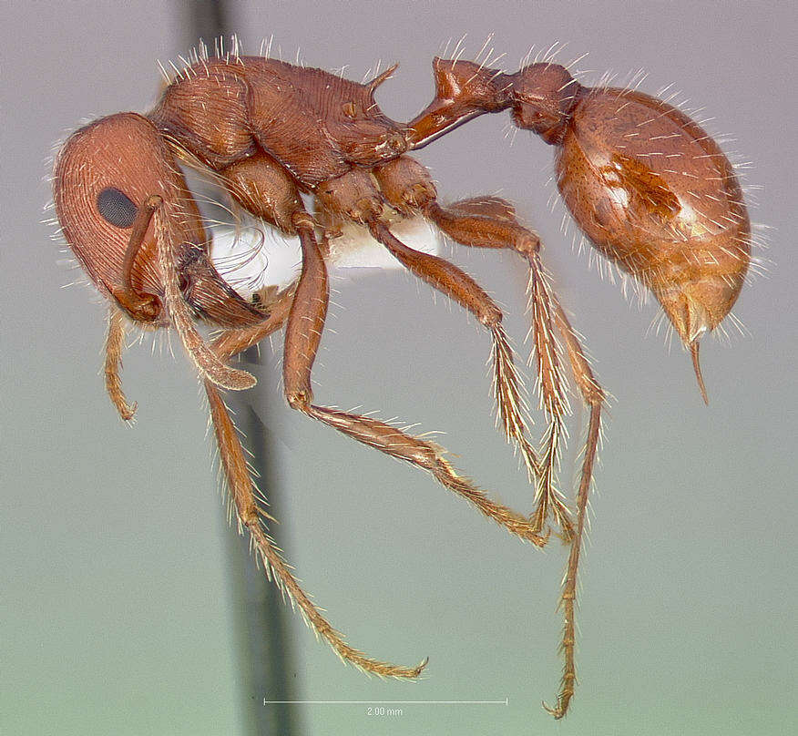 Image de Pogonomyrmex subnitidus Emery 1895