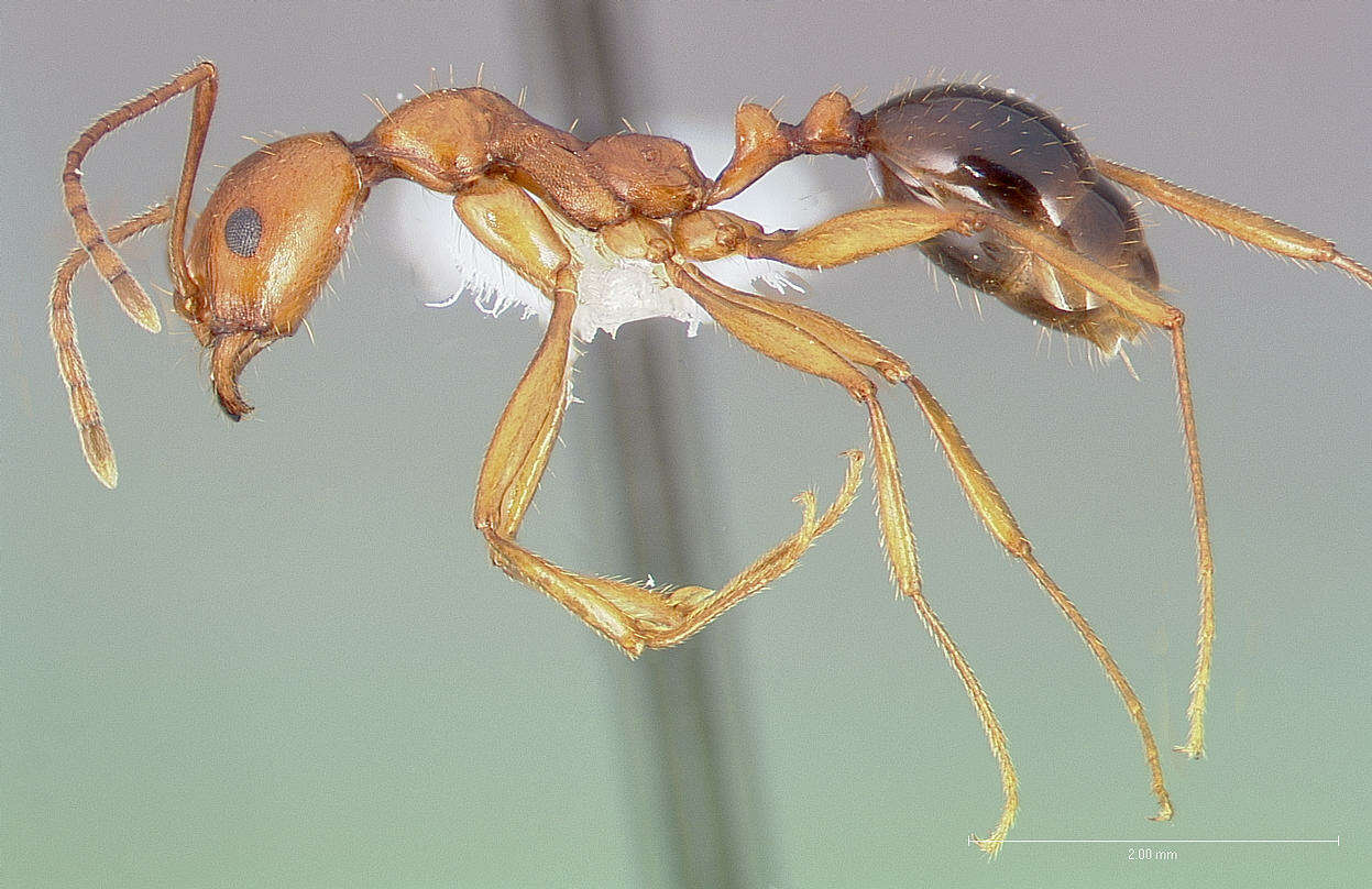 Image of Aphaenogaster boulderensis Smith 1941