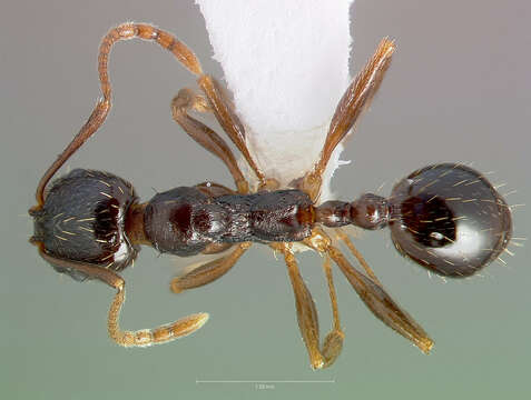 Image of Aphaenogaster occidentalis (Emery 1895)