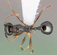 Image de Aphaenogaster patruelis Forel 1886